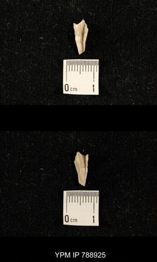 undet. Brachiopoda