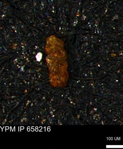 Ammobaculites subcretaceus