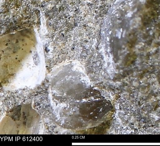undet. Bivalvia