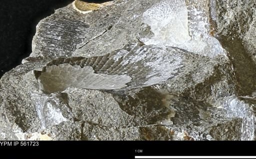 Oxytoma (Hypoxytoma) nebrascana
