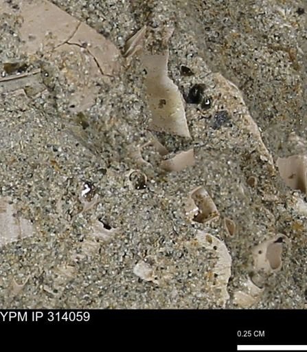 undet. Scaphopoda