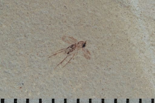 undet. Mycetophilidae