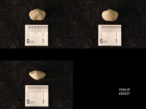 Platystrophia morrowensis