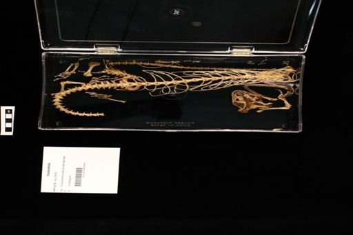 Corucia zebrata
