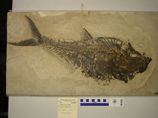 Diplomystus dentatus