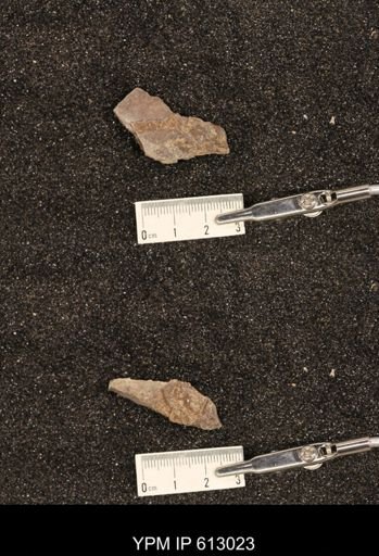 Clioscaphites vermiformis
