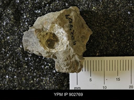 undet. Gastropoda
