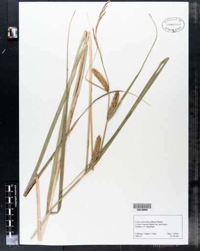Carex utriculata