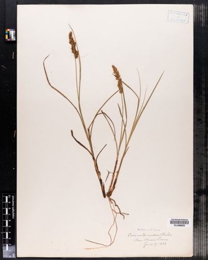 Carex vulpinoidea