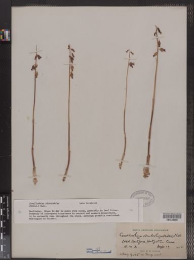 Corallorhiza odontorhiza