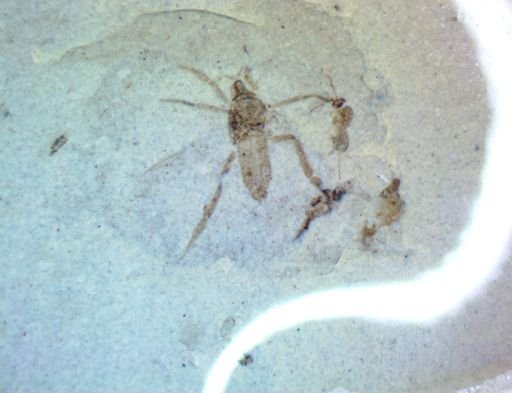 undet. Diptera
