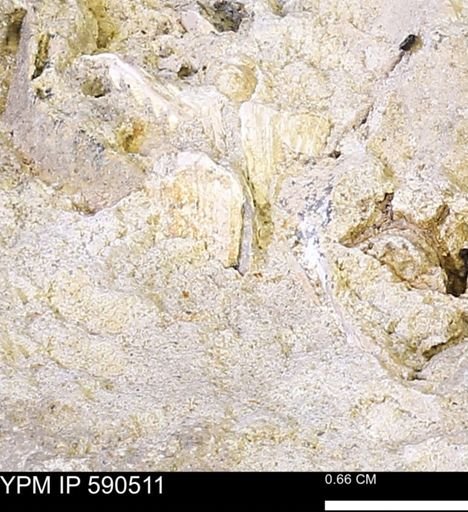 undet. Mollusca