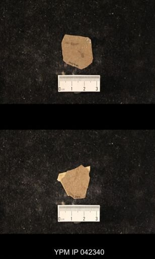 Diptera