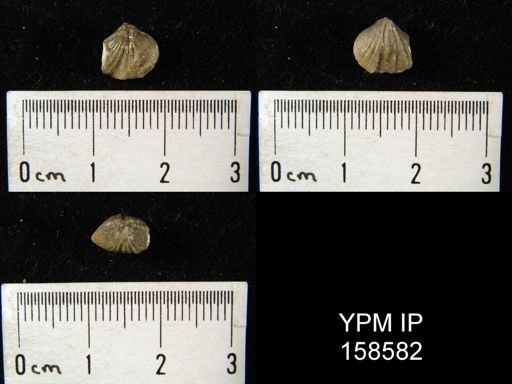Rhynchonella pyrrha