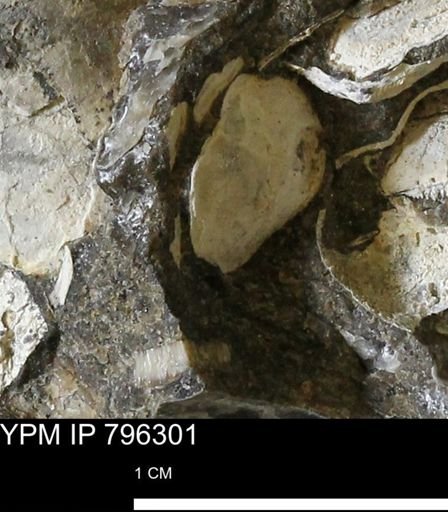 Inoceramus barabini