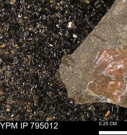 undet. Mollusca