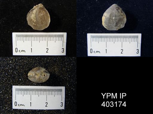Eumetria vera