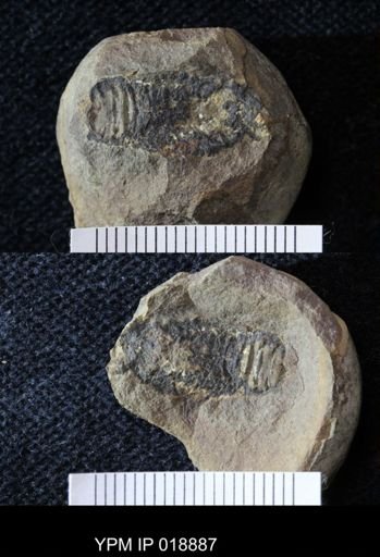 Anthracaris gracilis