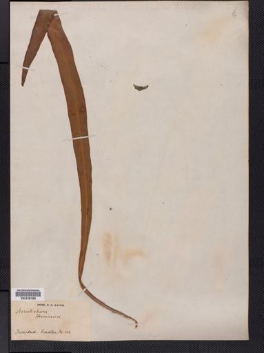 Elaphoglossum