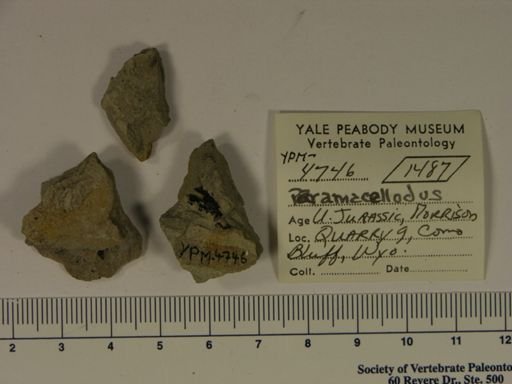 Paramacellodus sp.