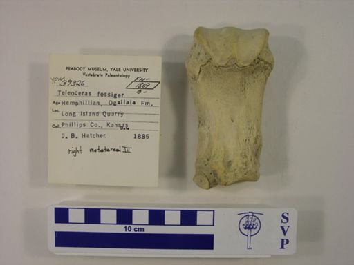 Teleoceras fossiger
