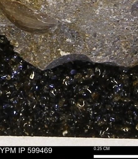 Protocardia subquadrata