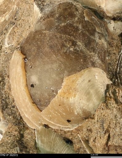 Protocardia subquadrata