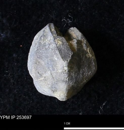 Pentremites sp.