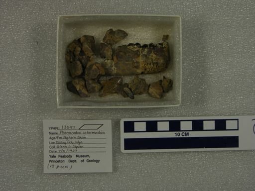 Phenacodus intermedius
