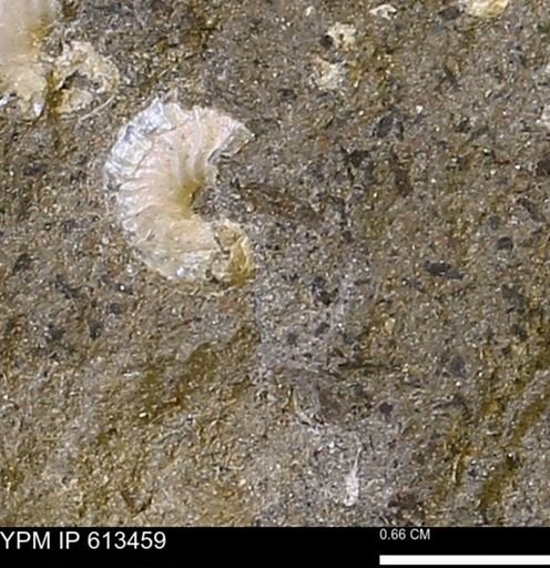 Scaphites sp.