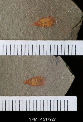 undet. Synziphosurina