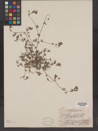 Trifolium dubium
