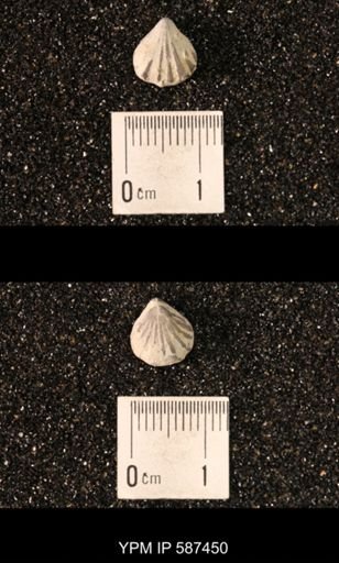 Camarotoechia whitei
