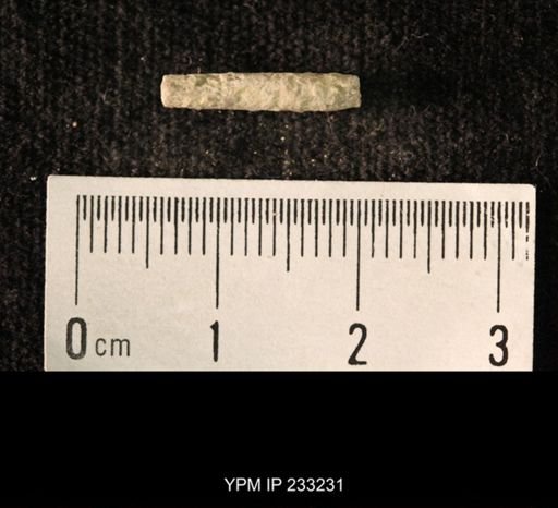 Archaeocidaris sp.