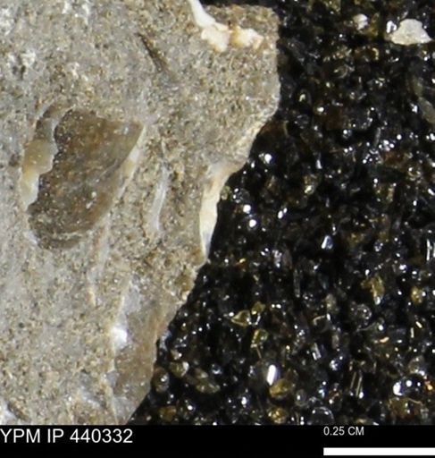 undet. Bivalvia