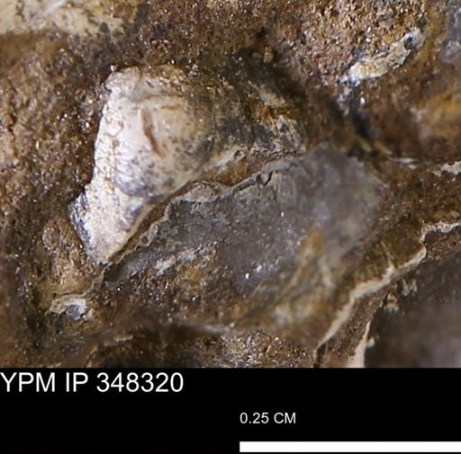 undet. Bivalvia