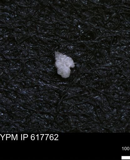 undet. Heterohelicidae