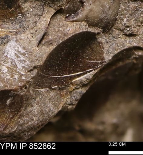 Limopsis striatopunctatus