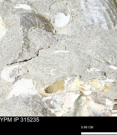 undet. Scaphitidae