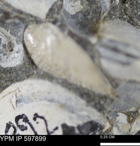 Limopsis striatopunctatus