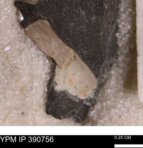 Baculites?