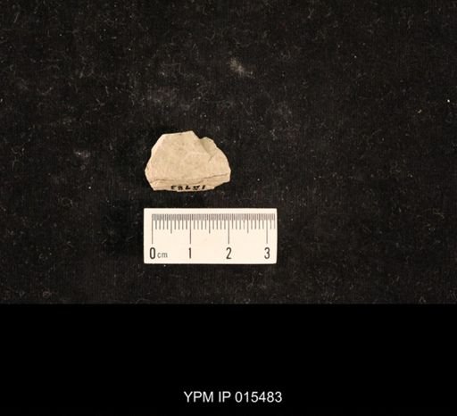 Delopterum minutum