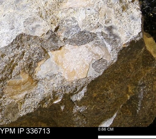 undet. Ammonoidea