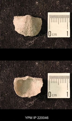 Chonetina flemingi alata