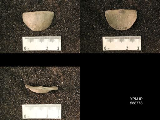 Strophomena planumbona