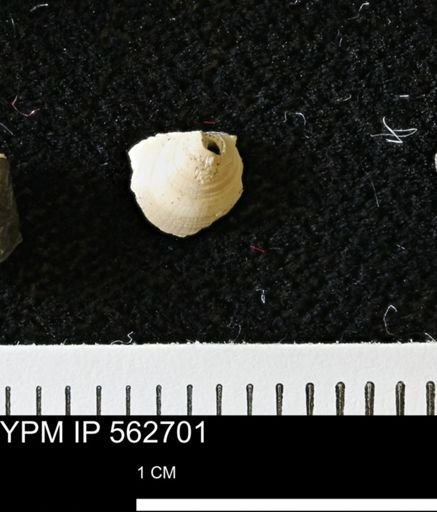 Limopsis striatopunctatus
