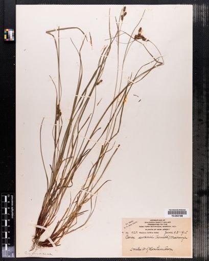 Carex swanii