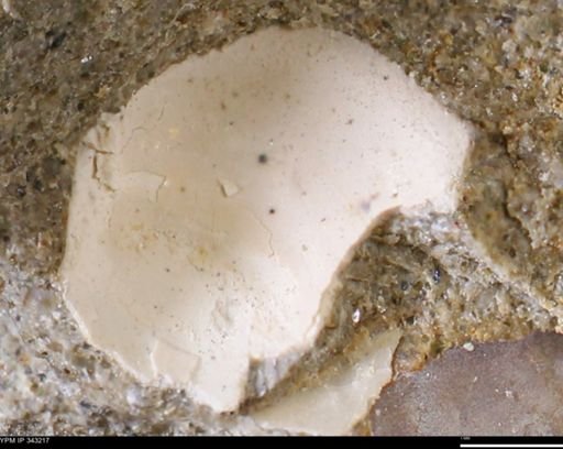 undet. Bivalvia