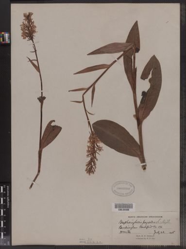 Blephariglottis psycodes
