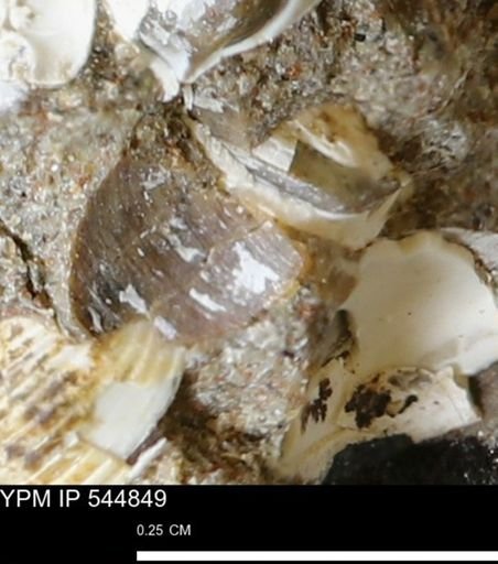 Corbulamella gregaria